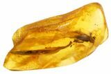 Detailed Fossil Plant Leaf and Flies In Baltic Amber #84621-3